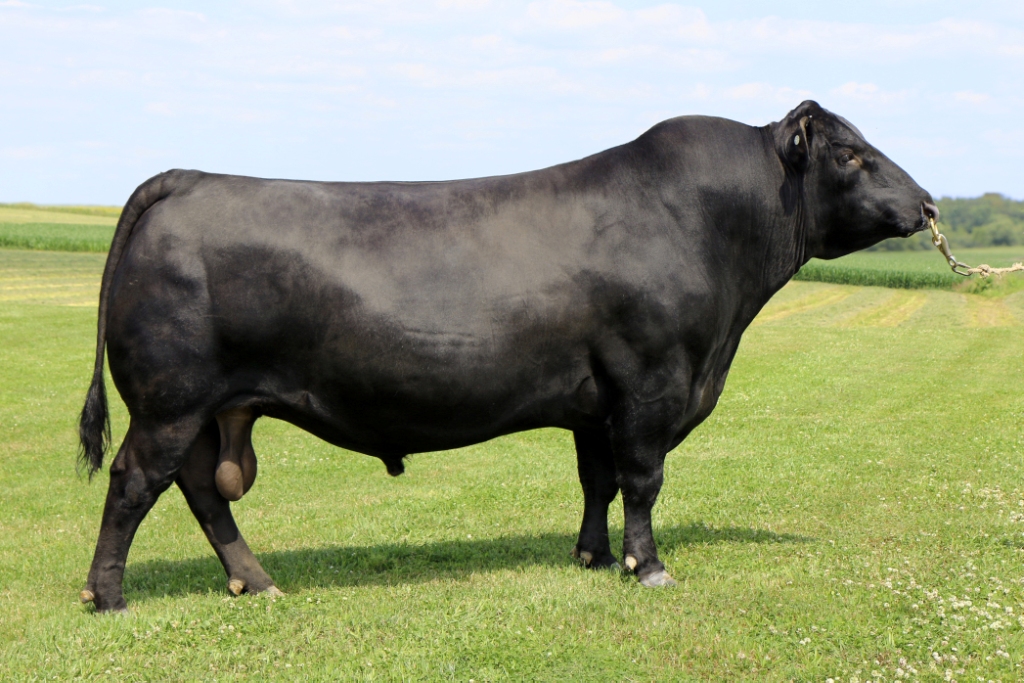 Reference Sires - Previous Years - Kingston Angus Stud